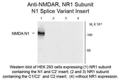 Western Blot: NMDA R, NR1 Subunit AntibodyAzide and BSA Free [NB300-114]