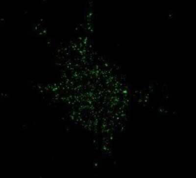 Immunocytochemistry/ Immunofluorescence: NMDAR1 Antibody (R1JHL) - Azide and BSA Free [NB300-118]