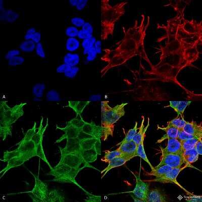 Immunocytochemistry/ Immunofluorescence: NMDAR2A Antibody (S327-95) [NBP2-22405]