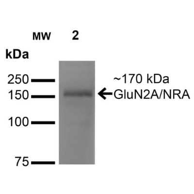 Western Blot: NMDAR2A Antibody (S327-95) [NBP2-22405]