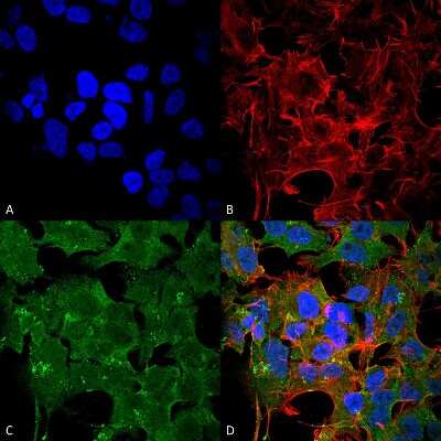 Immunocytochemistry/ Immunofluorescence: NMDAR2A Antibody (S327A-38) [NBP2-22404]
