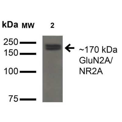 Western Blot: NMDAR2A Antibody (S327A-38) [NBP2-22404]