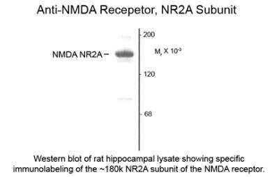 Western Blot: NMDAR2A Antibody [NB300-105]