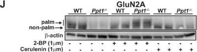 Western Blot: NMDAR2A Antibody [NB300-105]