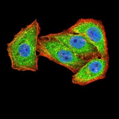 Immunocytochemistry/ Immunofluorescence: NMDAR2B Antibody (6E9A8) - BSA Free [NBP2-61746]