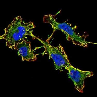 Immunocytochemistry/ Immunofluorescence: NMDAR2B Antibody (6E9A8) - BSA Free [NBP2-61746]