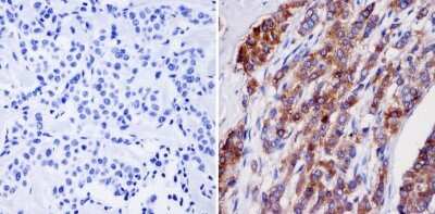 Immunohistochemistry-Paraffin: NMDAR2B Antibody (NR2B) [NB100-74475]