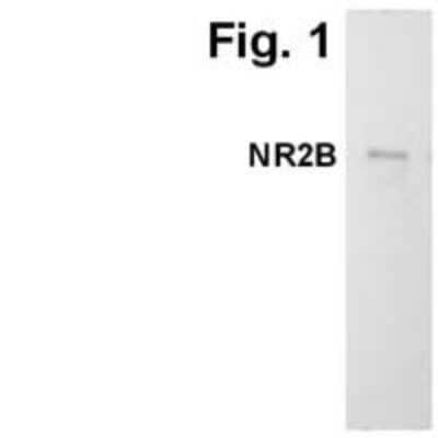 Western Blot: NMDAR2B Antibody (NR2B) [NB100-74475]