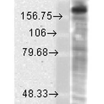 Western Blot: NMDAR2B Antibody (S59) [NBP1-47611]