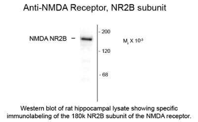 Western Blot: NMDAR2B Antibody [NB300-106]