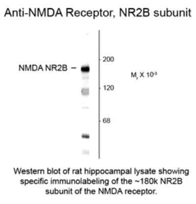 Western Blot: NMDAR2B Antibody [NBP1-30037]