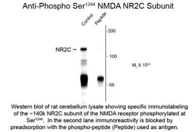 Western Blot: NMDAR2C [p Ser1244] Antibody [NBP2-29536]