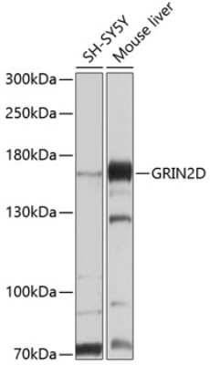 Western Blot: NMDAR2D AntibodyBSA Free [NBP2-94573]