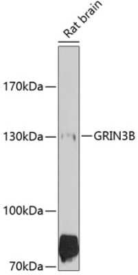 Western Blot: NMDAR3B AntibodyBSA Free [NBP2-94574]