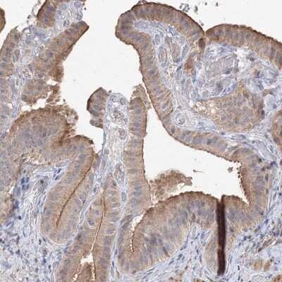Immunohistochemistry-Paraffin: NMDARA1 Antibody [NBP1-92187]