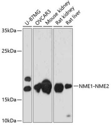 Western Blot: NME1-NME2 AntibodyAzide and BSA Free [NBP3-05576]