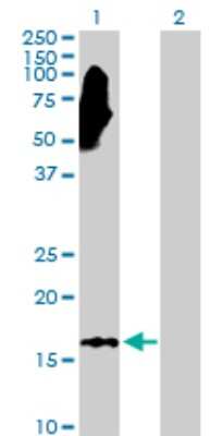 Western Blot: NME3 Antibody [H00004832-D01P]