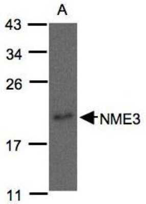 Western Blot: NME3 Antibody [NBP1-31093]