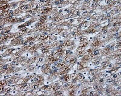 Immunohistochemistry-Paraffin: NME4 Antibody (OTI1A5) [NBP2-02487]