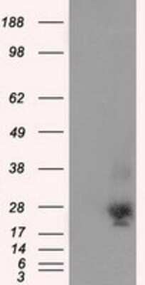 Western Blot: NME4 Antibody (OTI1A5) [NBP2-02487]