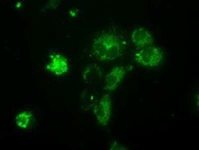 Immunocytochemistry/ Immunofluorescence: NME4 Antibody (OTI1A5) - Azide and BSA Free [NBP2-73005]