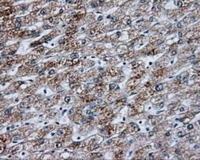 Immunohistochemistry: NME4 Antibody (OTI1A5) - Azide and BSA Free [NBP2-73005]