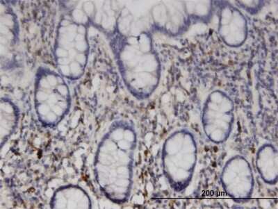 Immunohistochemistry-Paraffin: NME6 Antibody (2A10) [H00010201-M07]