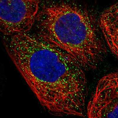 Immunocytochemistry/ Immunofluorescence: NME6 Antibody [NBP1-81587]