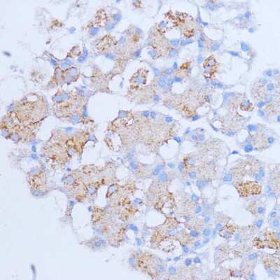 Immunohistochemistry-Paraffin: NME6 Antibody - Azide and BSA Free [NBP2-93423]