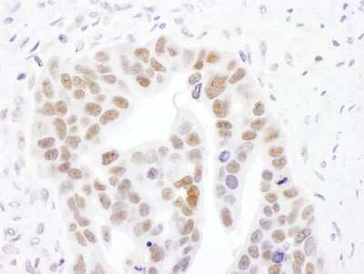 Immunohistochemistry-Paraffin: NMNAT-1 Antibody [NBP2-32107]