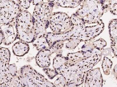 Immunohistochemistry-Paraffin: NMNAT-1 Antibody [NBP2-97227]