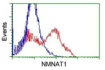 Flow Cytometry: NMNAT-1 Antibody (OTI1G4) - Azide and BSA Free [NBP2-73017]