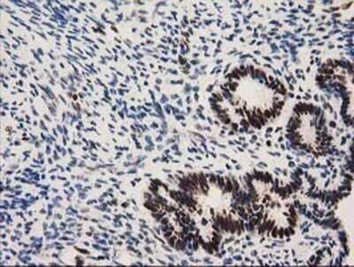 Immunohistochemistry: NMNAT-1 Antibody (OTI1G4) - Azide and BSA Free [NBP2-73017]