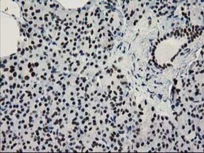 Immunohistochemistry: NMNAT-1 Antibody (OTI1G4) - Azide and BSA Free [NBP2-73017]