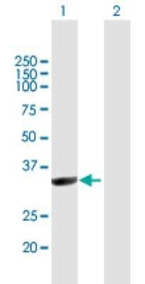 Western Blot: NMNAT-1 Antibody [H00064802-B01P]