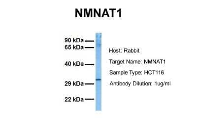 Western Blot: NMNAT-1 Antibody [NBP1-52973]