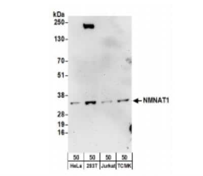 Western Blot: NMNAT-1 Antibody [NBP2-32107]