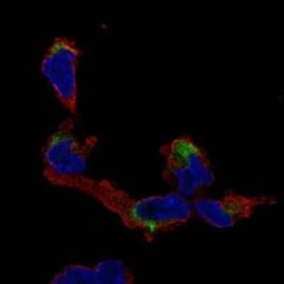 Immunocytochemistry/ Immunofluorescence: NMNAT-2 Antibody [NBP3-17903]