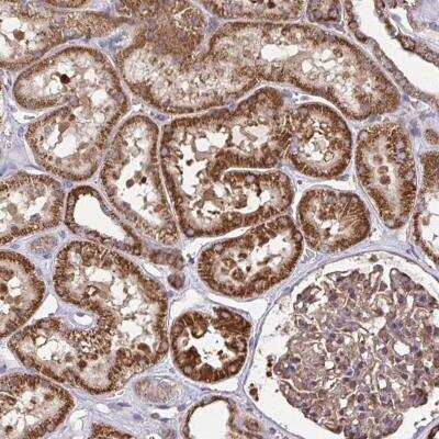 Immunohistochemistry-Paraffin: NMNAT3 Antibody [NBP2-31675]