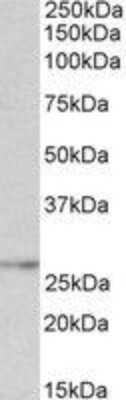 Western Blot: NMNAT3 Antibody [NBP2-27543]