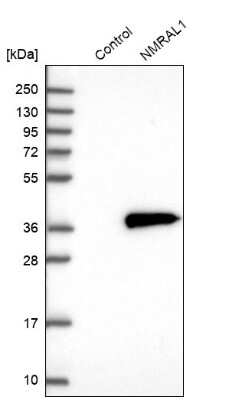 Western Blot: NMRAL1 Antibody [NBP1-83554]