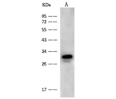 Western Blot: NMRAL1 Antibody [NBP2-99301]