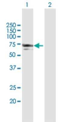 Western Blot: NMT1 Antibody [H00004836-B01P]