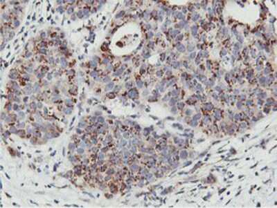 Immunohistochemistry-Paraffin: NMT2 Antibody (OTI1G3) [NBP2-01676]
