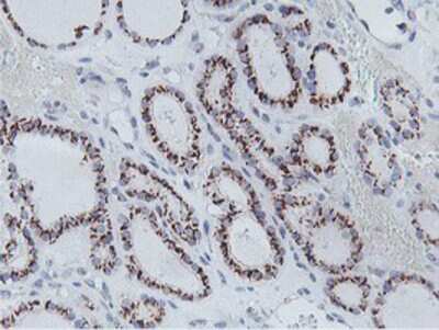 Immunohistochemistry-Paraffin: NMT2 Antibody (OTI1G3) [NBP2-01676]