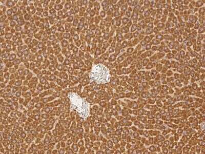 Immunohistochemistry-Paraffin: NMT2 Antibody [NBP2-99170]