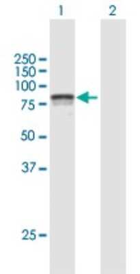 Western Blot: NO66 Antibody [H00079697-B01P]