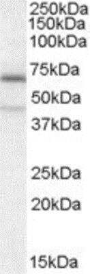 Western Blot: NO66 Antibody [NB100-93381]