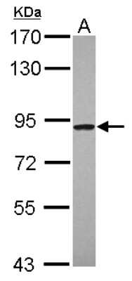 Western Blot: NOA1 Antibody [NBP2-19557]