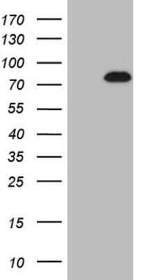 Western Blot: NOBOX Antibody (OTI4C5)Azide and BSA Free [NBP2-73028]